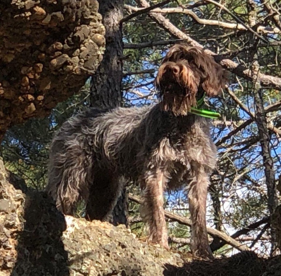 KIRA DE COGOLLOS Titre Initial