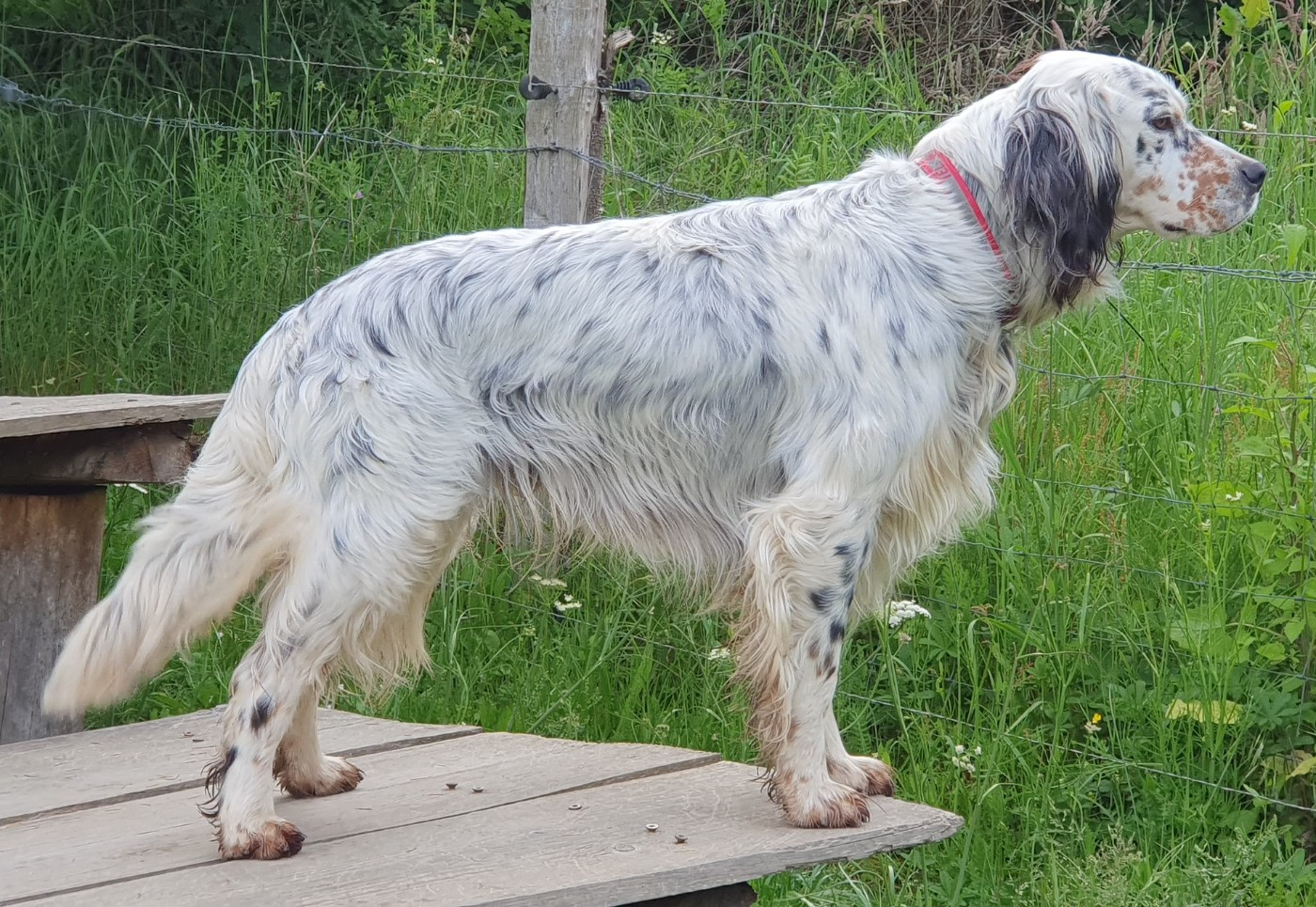 Stendhal de Roc Mignon