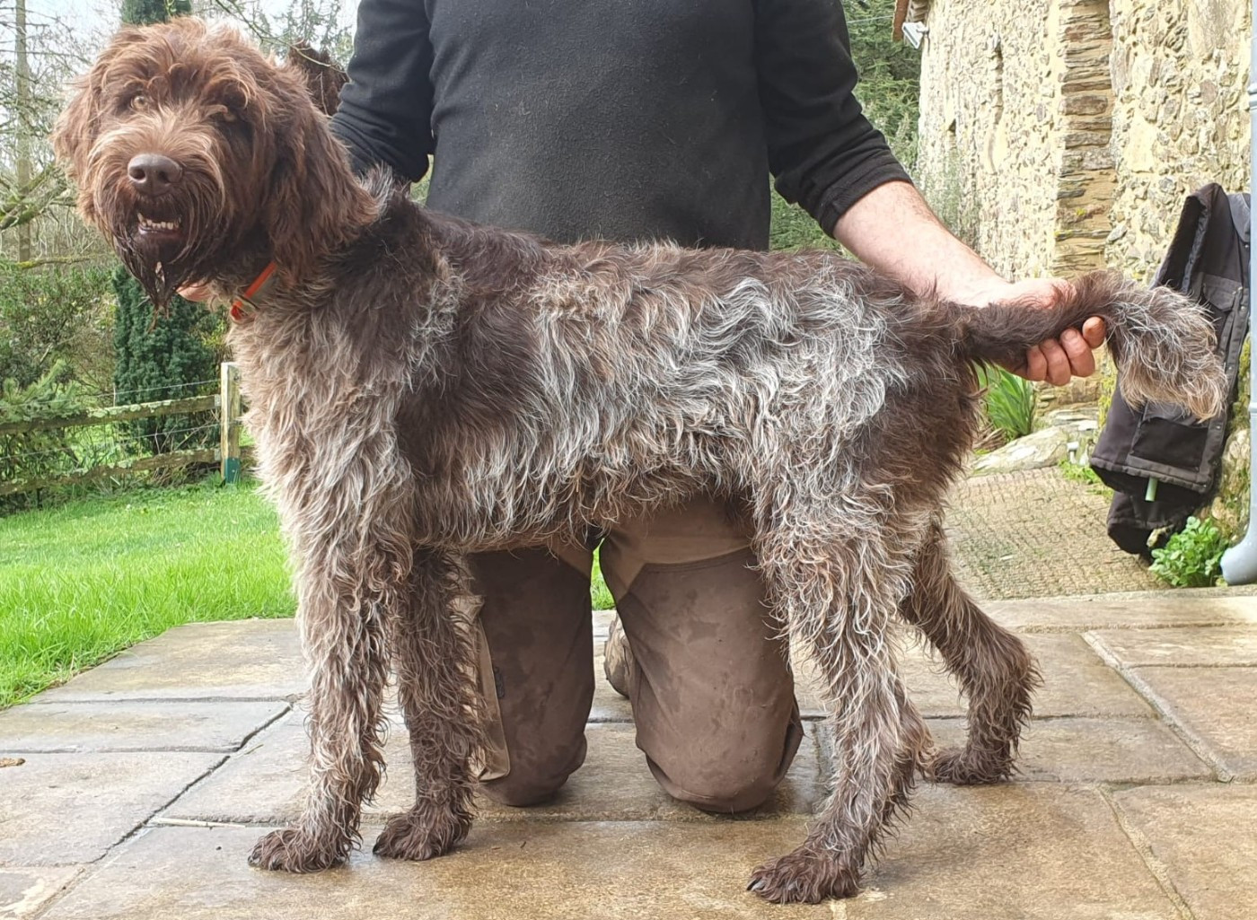 Griffon Korthals mâle de 17 mois