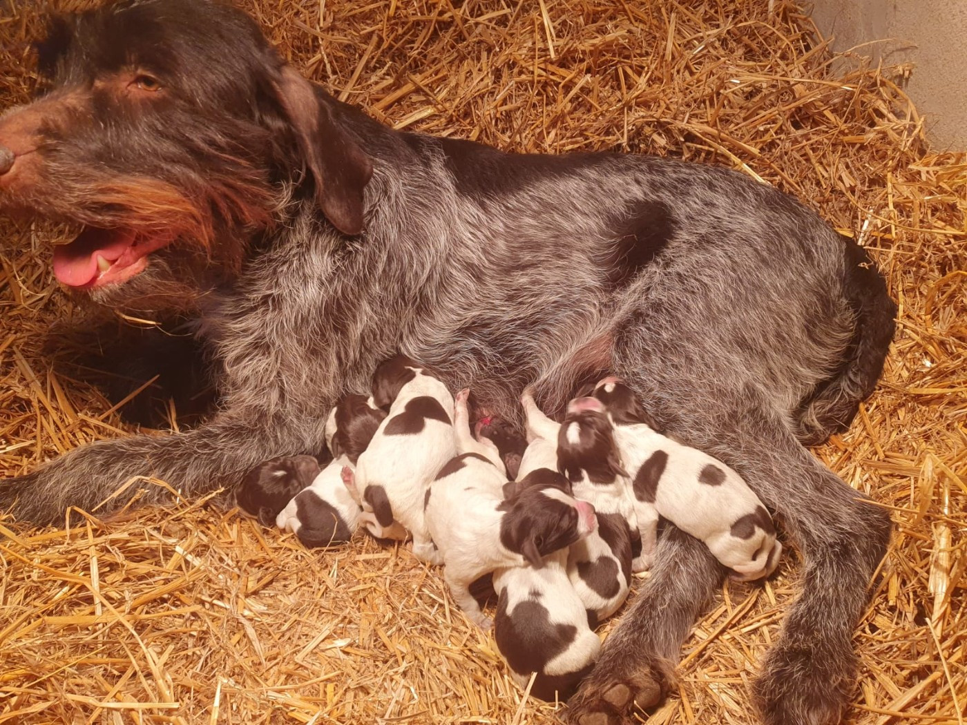 Naissance des petits de Scoobie
