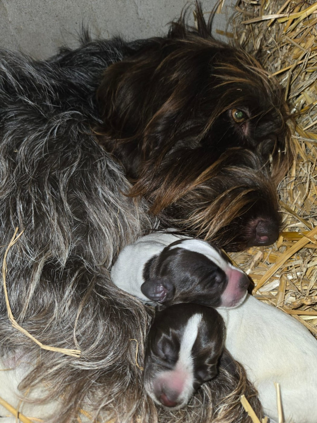 Naissance des petits de Vinnie!