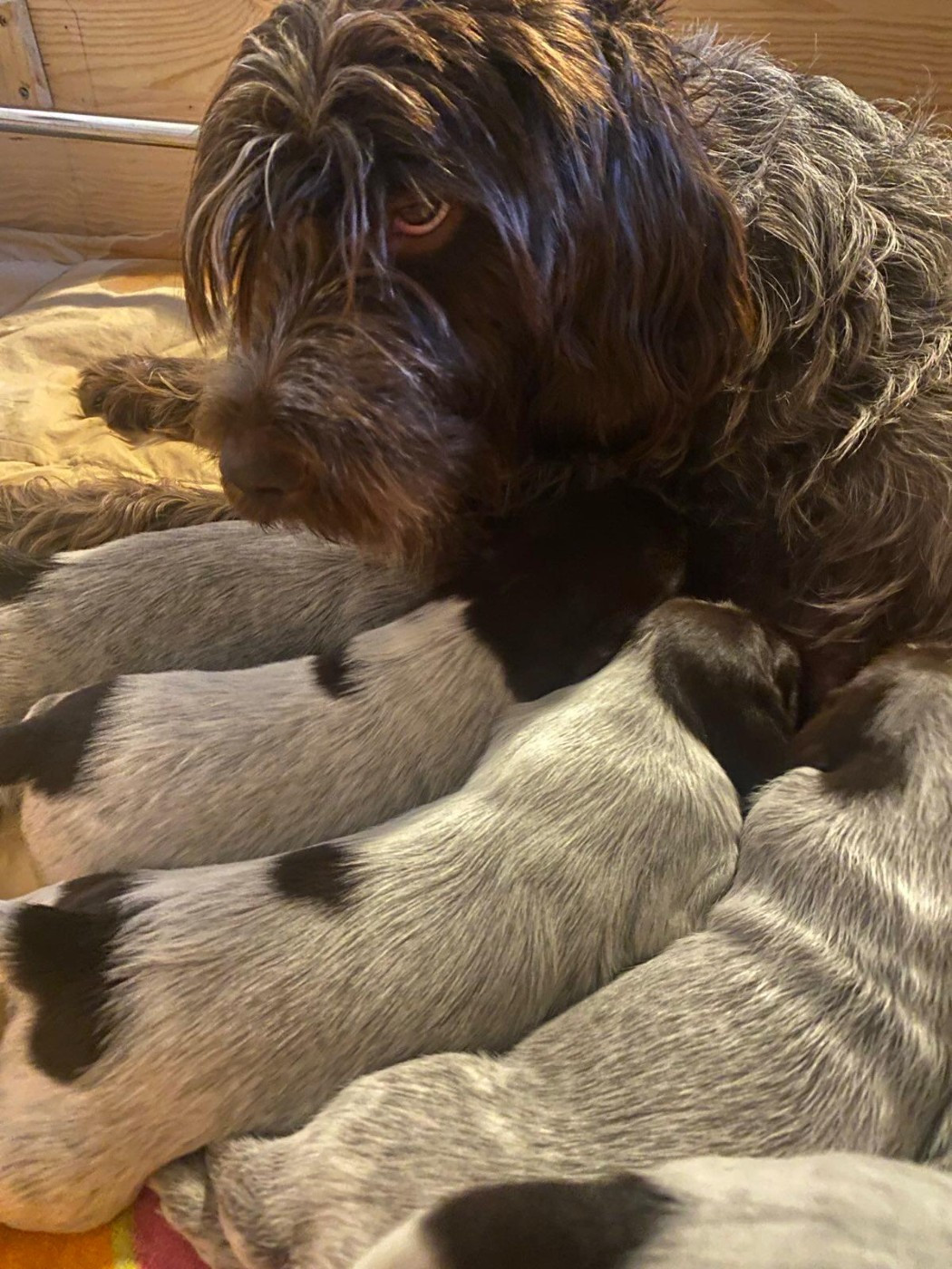 Des Etangs De La Bourie - Griffon d'arrêt à poil dur Korthals - Portée née le 21/11/2025