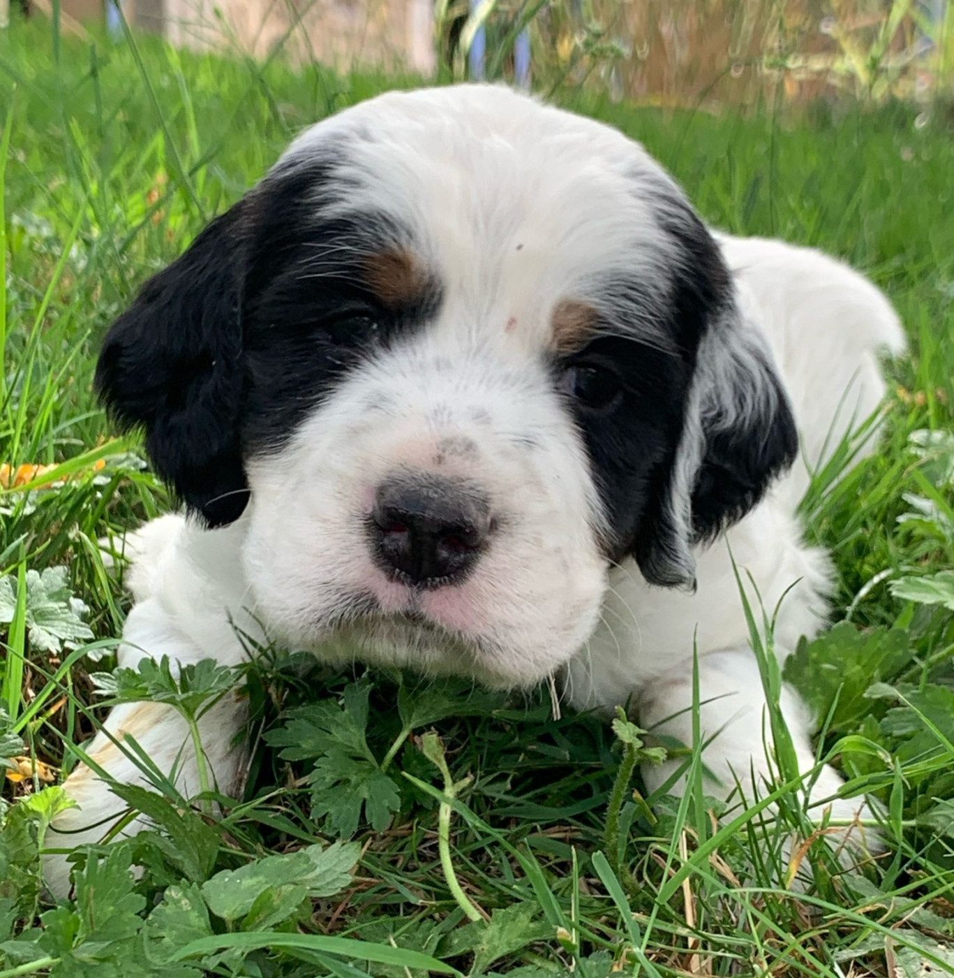 Des Etangs De La Bourie - Chiots disponibles - Setter Anglais