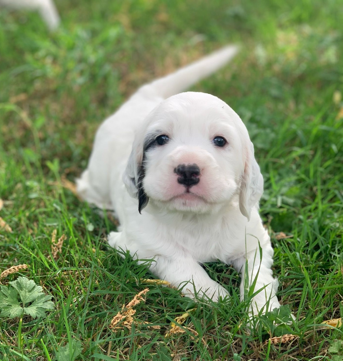 Des Etangs De La Bourie - Chiots disponibles - Setter Anglais
