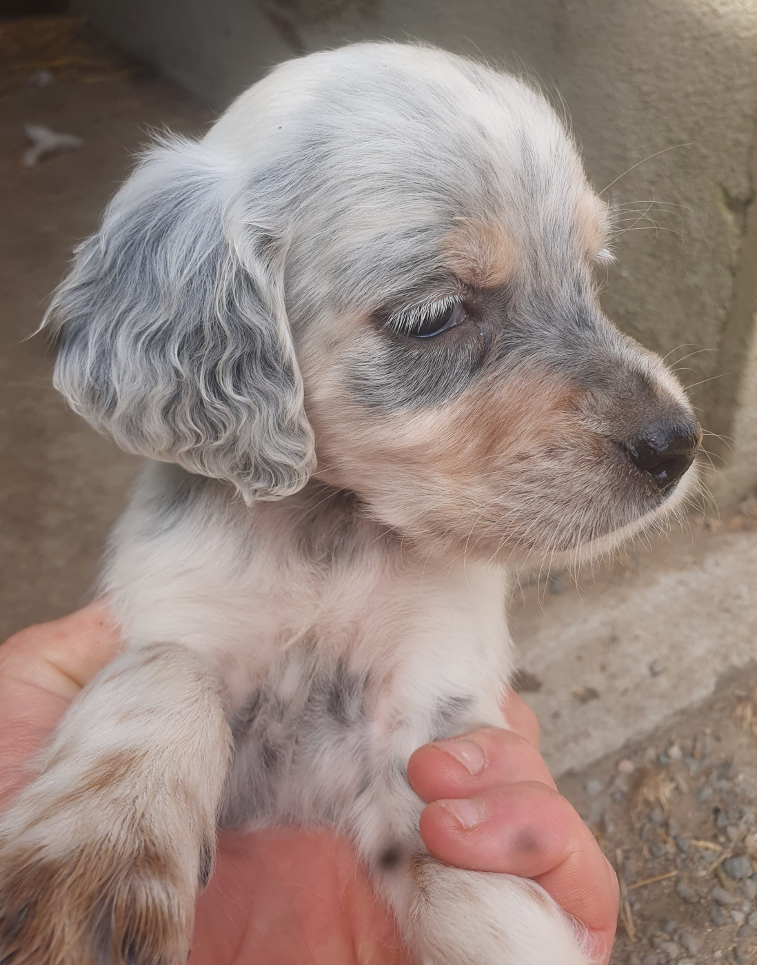 Des Etangs De La Bourie - Chiots disponibles - Setter Anglais