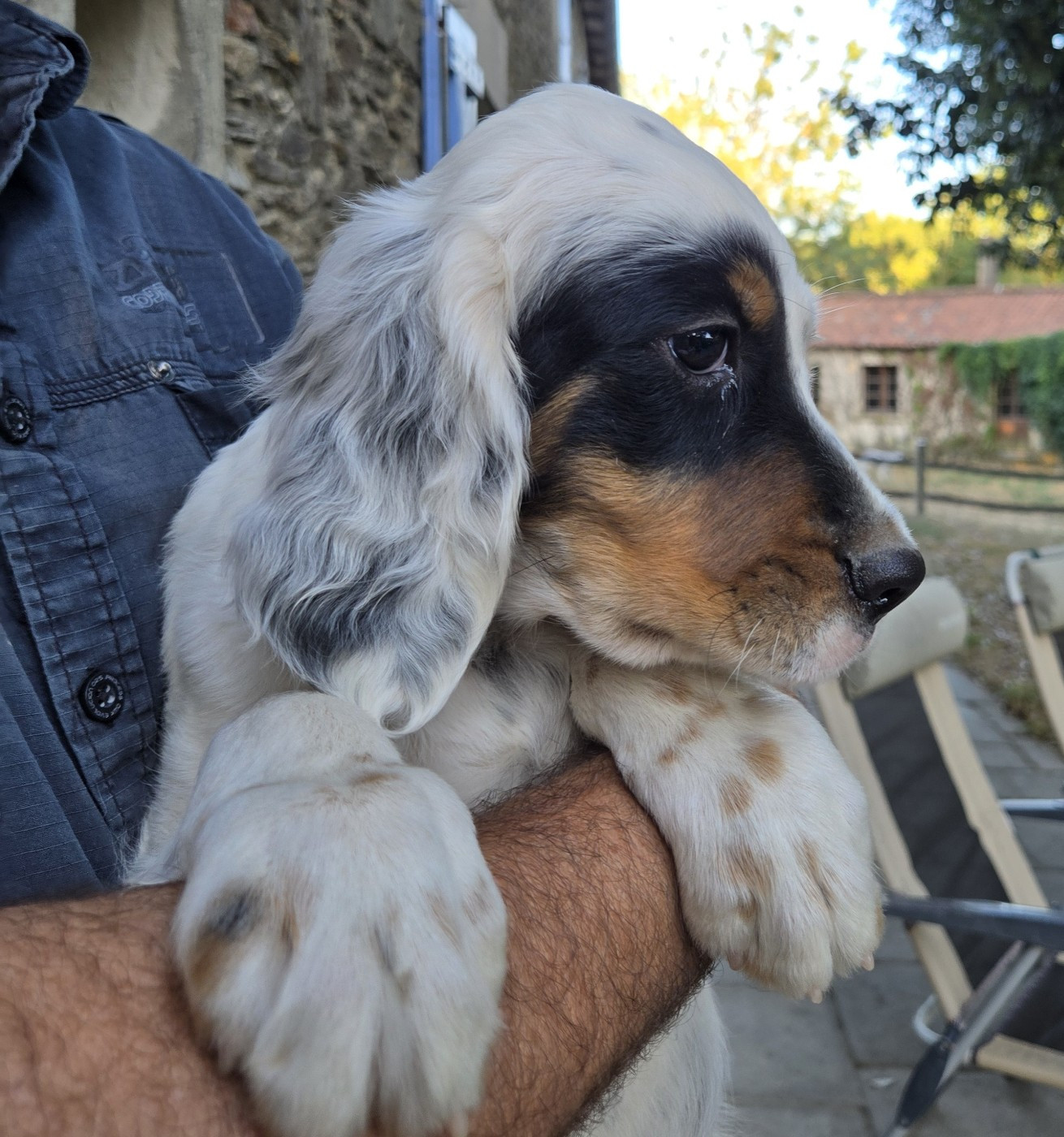 Des Etangs De La Bourie - Chiots disponibles - Setter Anglais