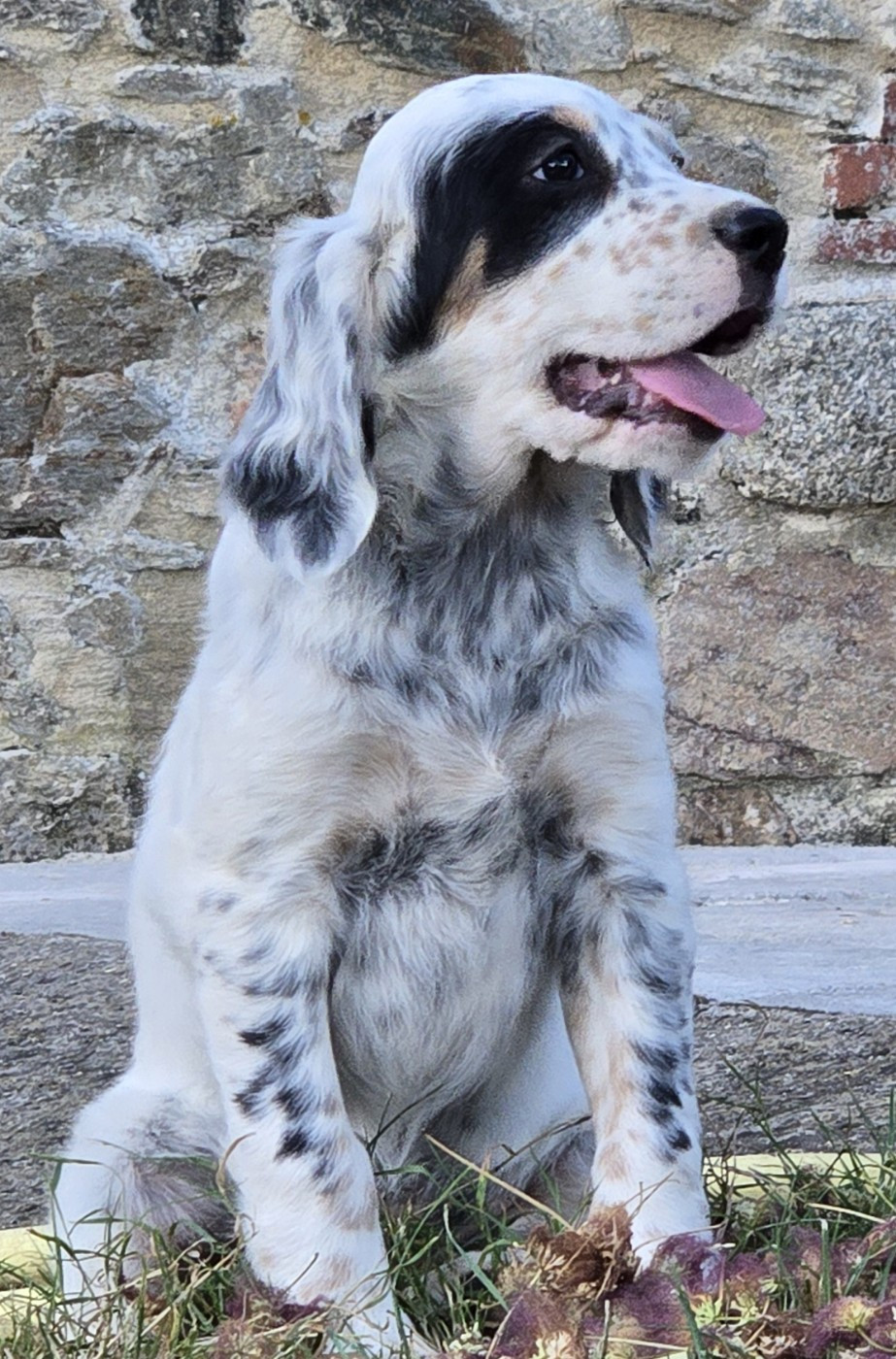 Des Etangs De La Bourie - Chiots disponibles - Setter Anglais