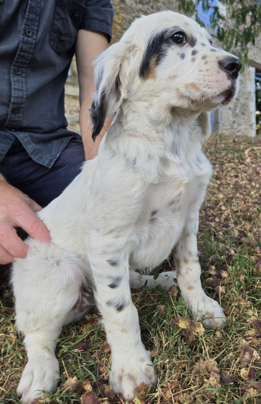 Des Etangs De La Bourie - Chiots disponibles - Setter Anglais