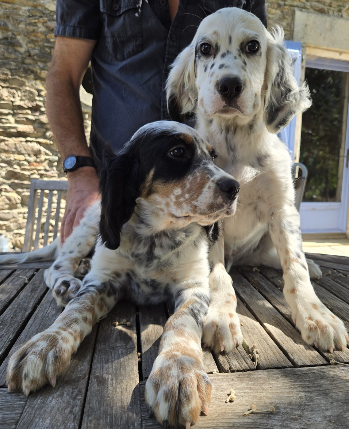 Des Etangs De La Bourie - Chiots disponibles - Setter Anglais