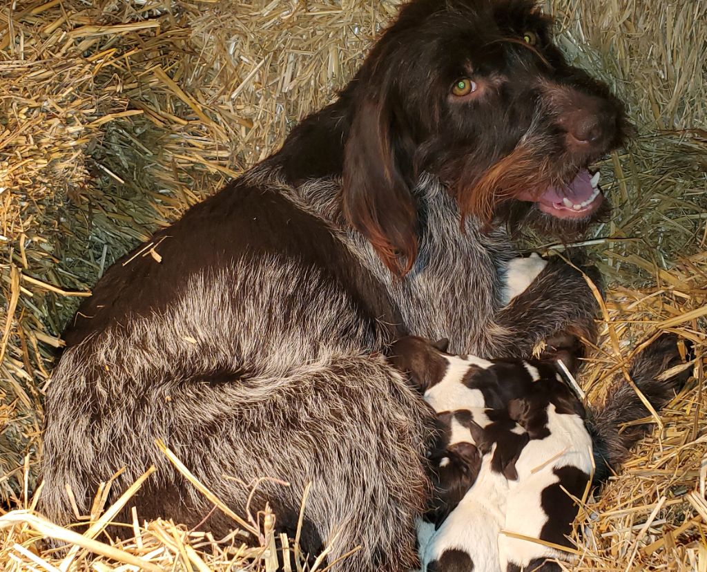 Chiot Griffon d'arrêt à poil dur Korthals Des Etangs De La Bourie