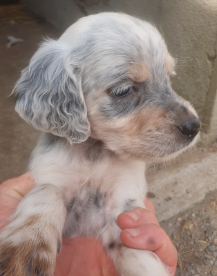 Chiot N°4